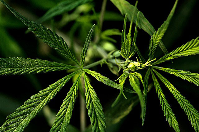 legalizacji marihuana medyczna