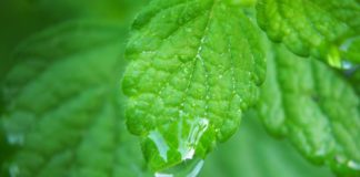 Właściwości lecznicze melisy