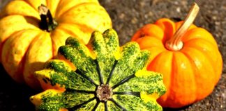 Dynia - królowa jesieni