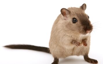 O czym świadczy owłosienie u mężczyzn?