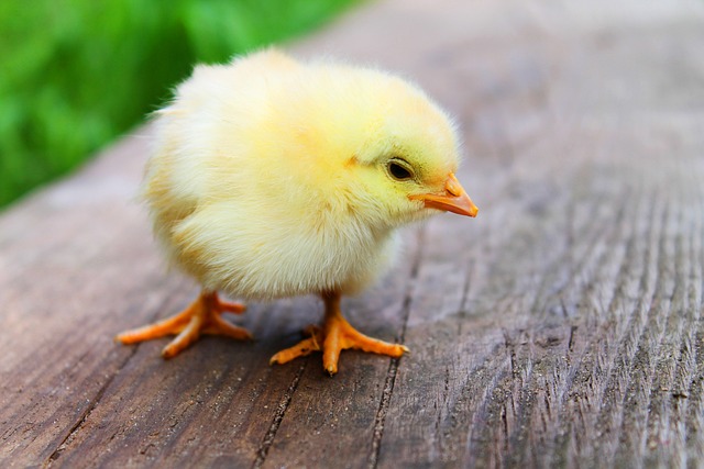 Co zrobić żeby kurczak był soczysty?