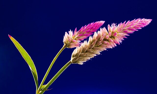 Jaki grzebień do krótkich włosów?