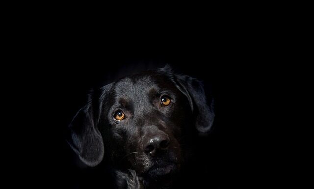 Dlaczego hybryda odpada po kilku dniach?