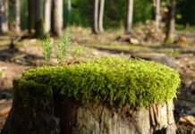 Jak zregenerować suche dłonie? Jak zregenerować suche dłonie?