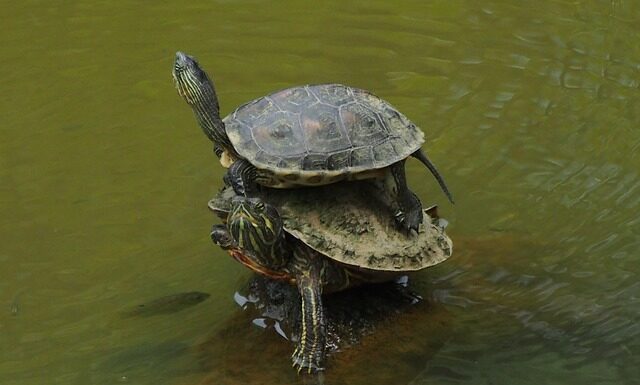 Czym najlepiej nakładać podkład?