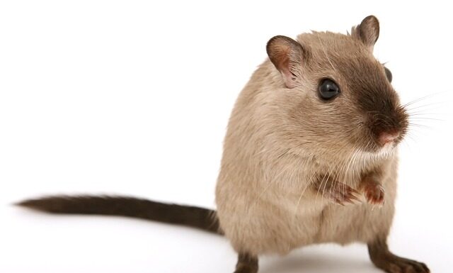 Czy nadmierne owłosienie zniknie?