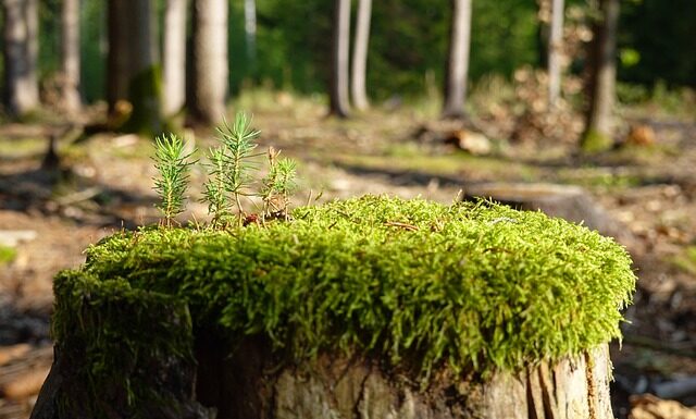 Jak zregenerować skórki?